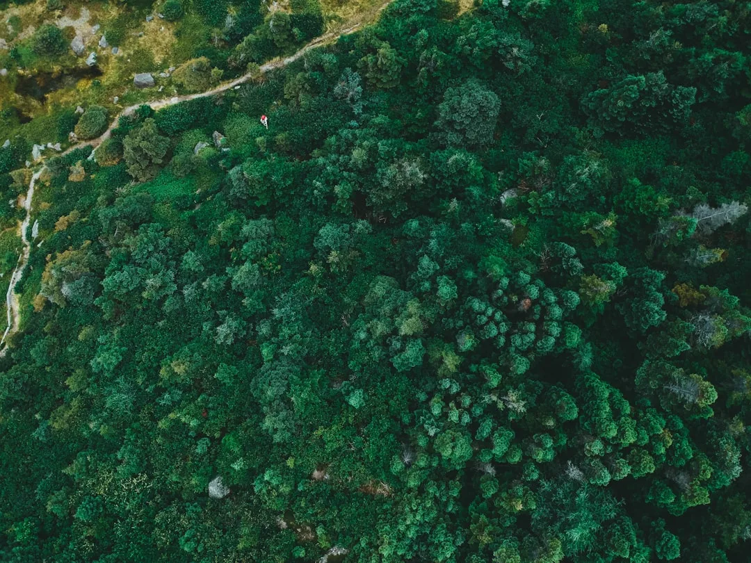 Vista aérea de floresta densa com copas de árvores verdes, simbolizando carreiras ligadas à natureza